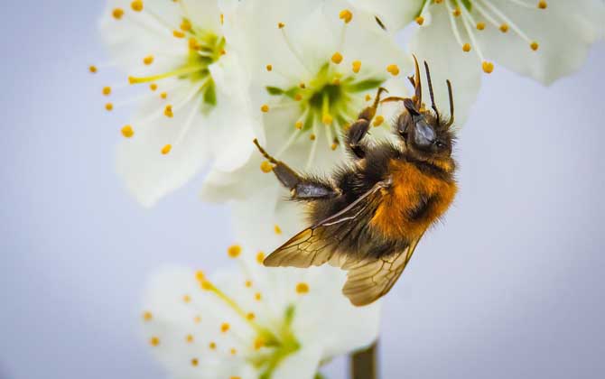 養(yǎng)蜂投資