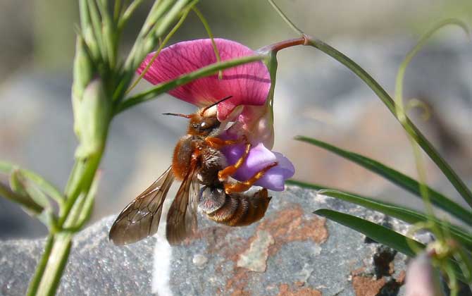 野生蜜蜂