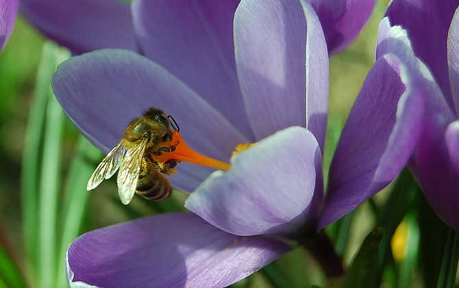 蜜蜂的生物學(xué)特性