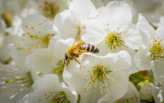 蜜蜂