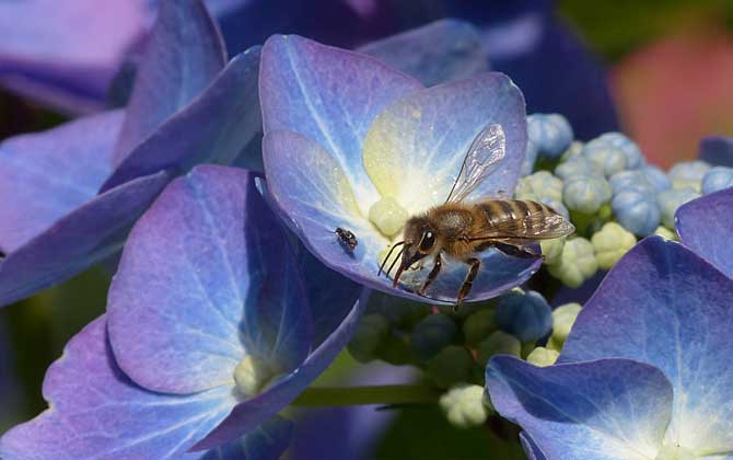 蜜蜂