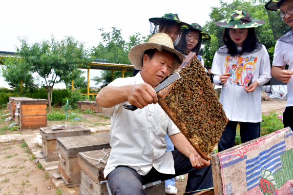 走進蜜蜂王國領(lǐng)略養(yǎng)蜂文化——經(jīng)濟管理學院“非遺助農(nóng)產(chǎn)業(yè)營銷”指導(dǎo)實踐團走進農(nóng)戶