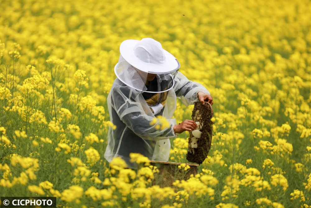 貴州黔西：春日收蜜