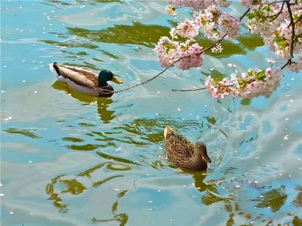 早春不穩(wěn)定的天氣，蜂群盜蜂、拖子的原因及解決方式