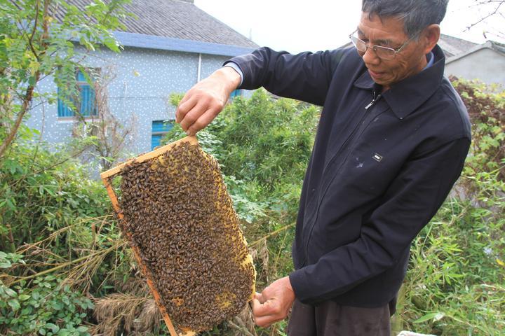 追花逐蜜，養(yǎng)蜂人老魏的“甜蜜事業(yè)”