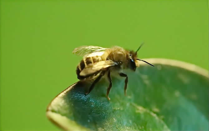 麥蜂（野生無刺蜂）