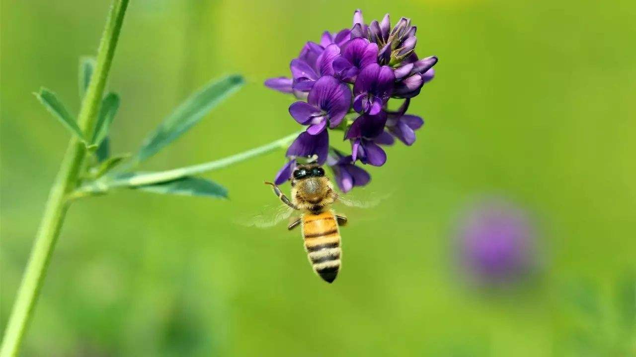 蜜蜂是益蟲還是害蟲？