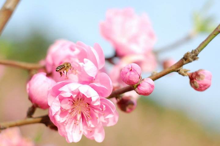 蜂巢能治療鼻炎嗎？