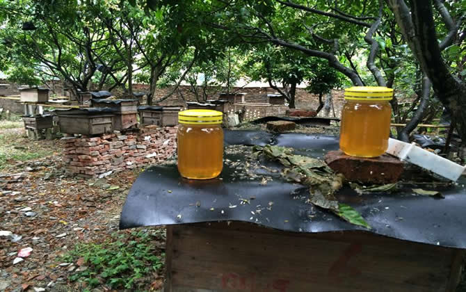 中國四大蜂蜜排名