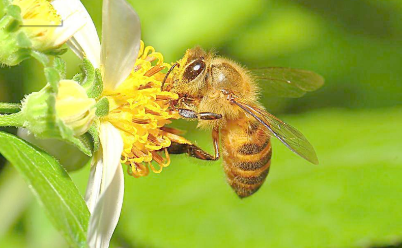 南方冬天蜜蜂管理（南方地區(qū)蜜蜂越冬）