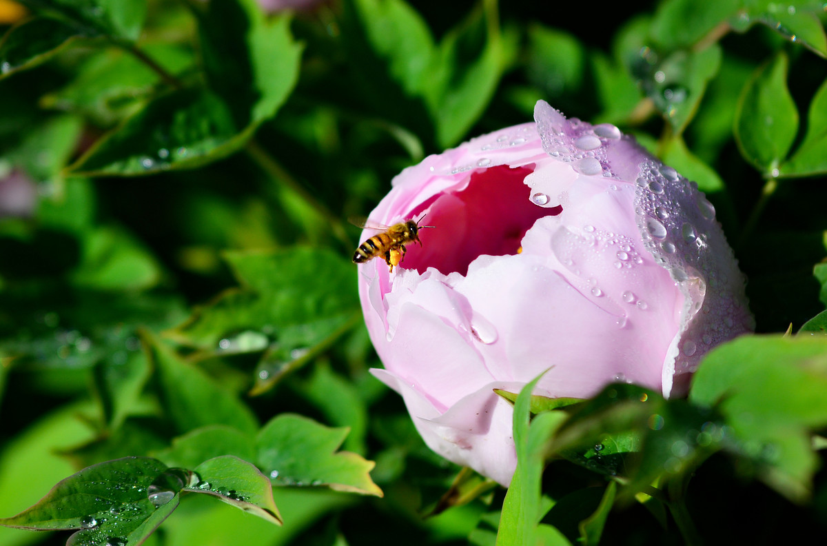 蜜蜂打架的處理方法（蜜蜂打架的原因及解決辦法）