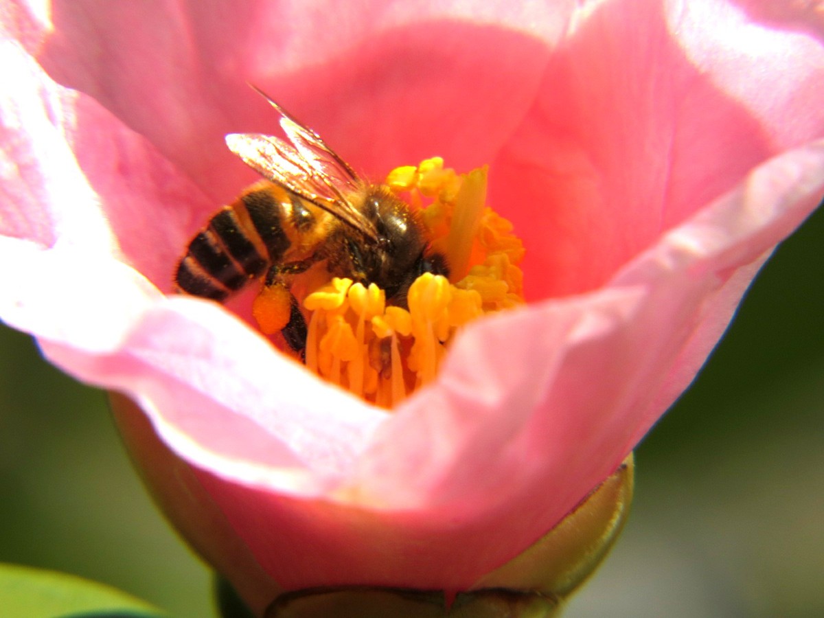 一斤花粉能喂多少蜜蜂（養(yǎng)蜂一般什么時候喂花粉）