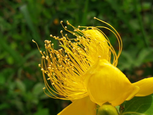 花粉過敏怎么治（花粉過敏的緊急處理竅門）