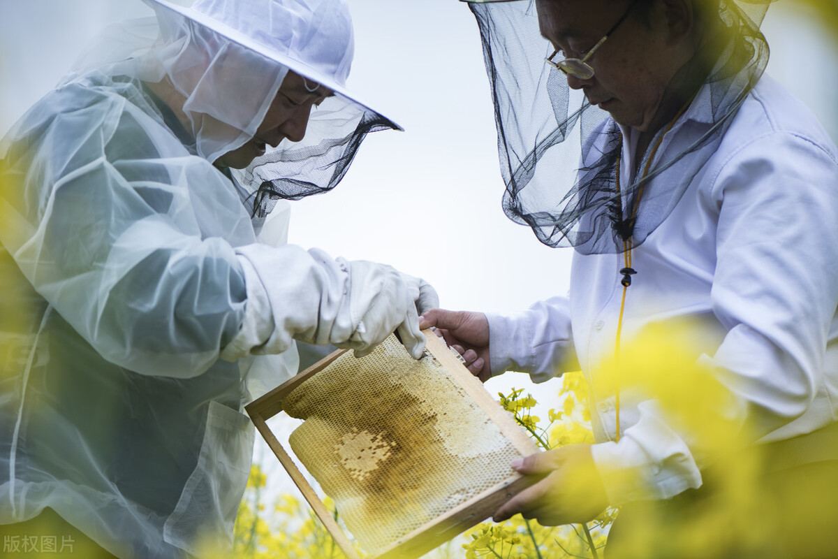 什么時(shí)候取蜜對(duì)蜂群的傷害最?。ㄈ∽叻涿蹖?duì)蜜蜂有影響嗎）