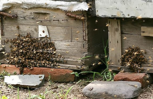 如何有效預(yù)防和制止盜蜂現(xiàn)象