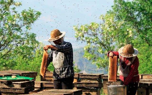 蜂群冬季如何管理