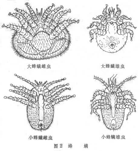 什么是蜂螨（中蜂有蜂螨蟲嗎）