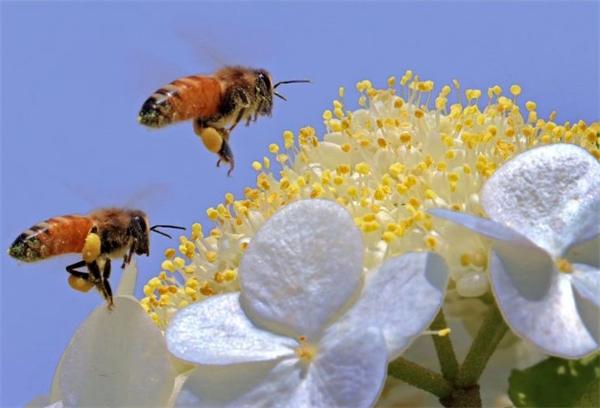 中蜂養(yǎng)殖實用技術大全（養(yǎng)中蜂的詳細技術方法和要點）