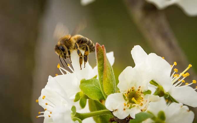 蘇威拉西蜂是高加索蜂嗎（蘇拉威西蜂種類認(rèn)定）