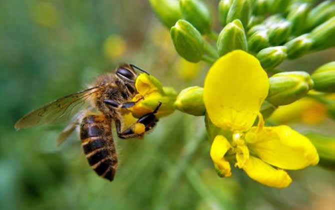 蜜蜂釀蜜