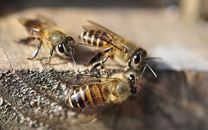 蜜蜂巢門(mén)口有幾十只死亡蜂是不是中毒