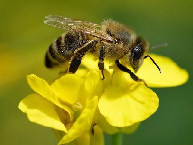 蜜蜂與黃蜂的區(qū)別是什么（蜜蜂和黃蜂的對比）