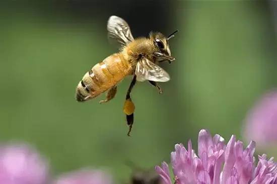 蜜蜂與黃蜂的區(qū)別是什么（蜜蜂和黃蜂的對比）