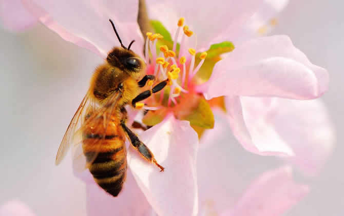 野蜂可以和弱群合并嗎？