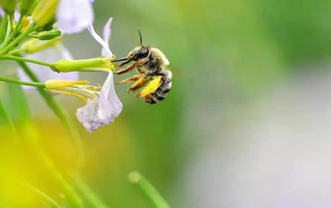 養(yǎng)殖蜜蜂時蜜蜂不蟄手嗎