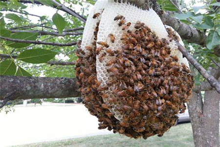 蜜蜂在我家筑巢風(fēng)水好