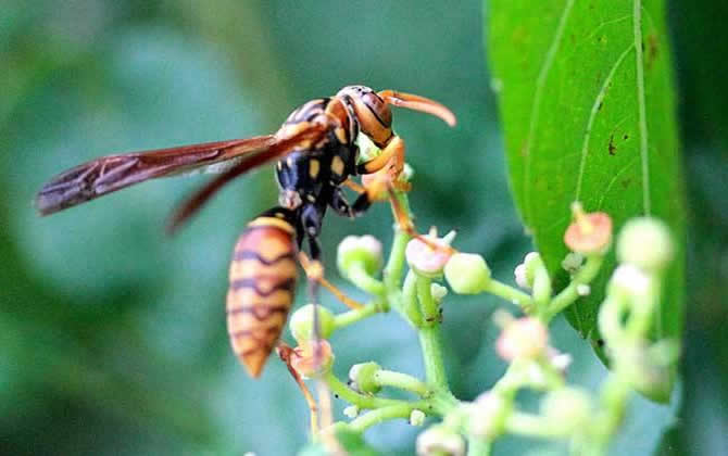 被牛角蜂蟄了怎么辦