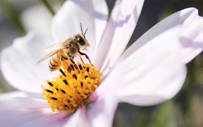 野生蜜蜂怎樣抓回家養(yǎng)？(附帶具體方法步驟和流程)