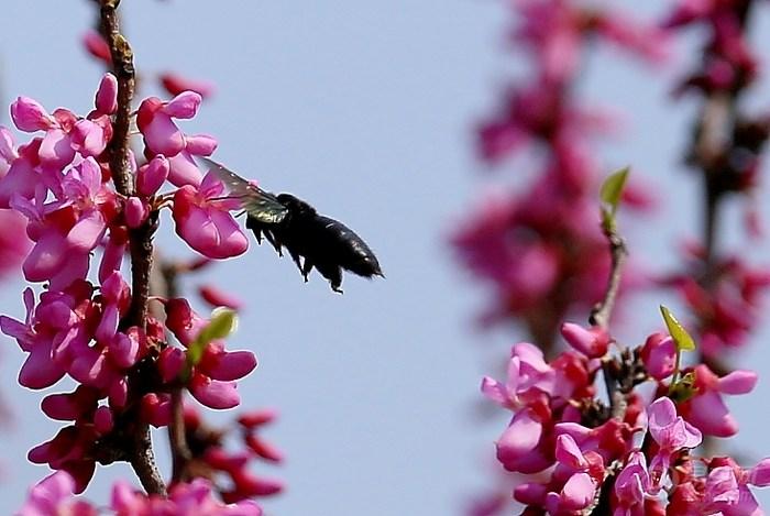 蜜蜂養(yǎng)殖的基礎(chǔ)知識(shí)