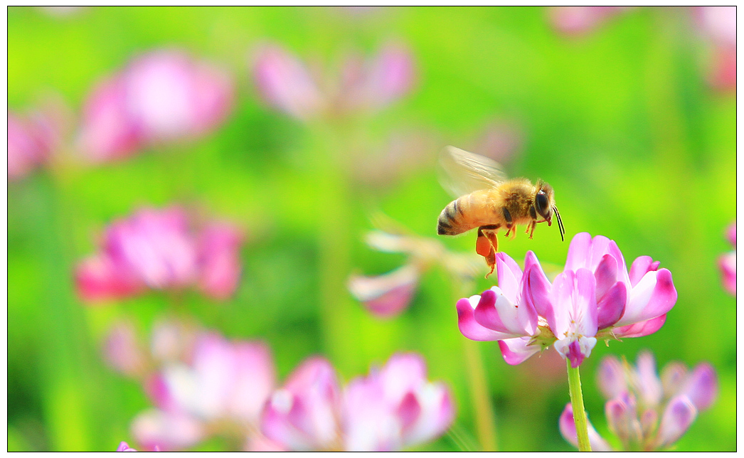 養(yǎng)蜜蜂的法律法規(guī)（養(yǎng)蜂管理辦法處理的的法律法規(guī)）