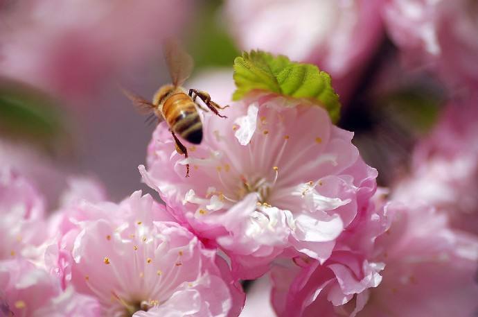 蜜蜂為什么不蜇養(yǎng)蜂人？