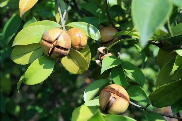 茶油樹(shù)花的露水很甜，適合養(yǎng)蜂嗎（油茶樹(shù)花能用來(lái)養(yǎng)蜂么）