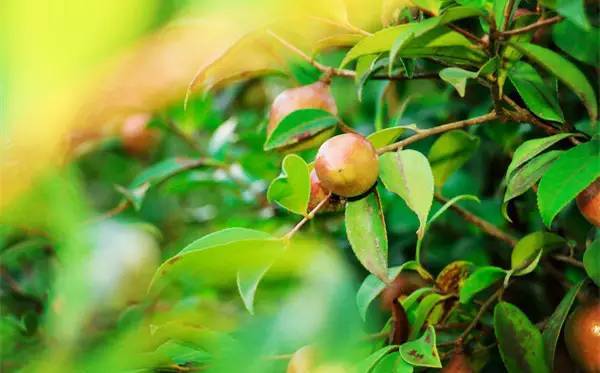 茶油樹(shù)花的露水很甜，適合養(yǎng)蜂嗎（油茶樹(shù)花能用來(lái)養(yǎng)蜂么）