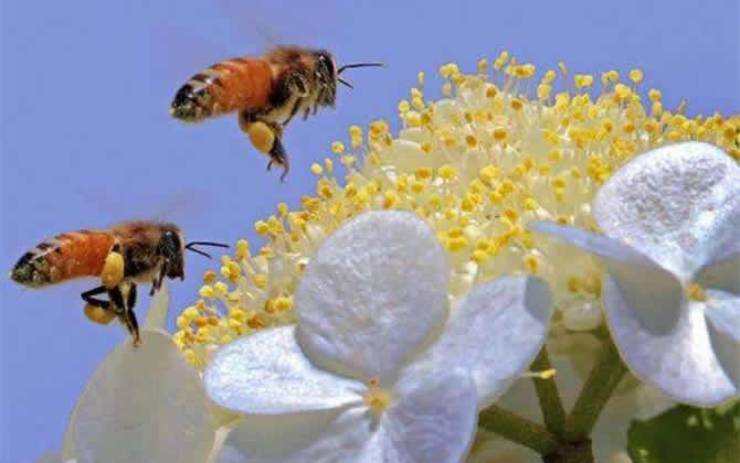 蜜蜂采蜜到釀蜜多久