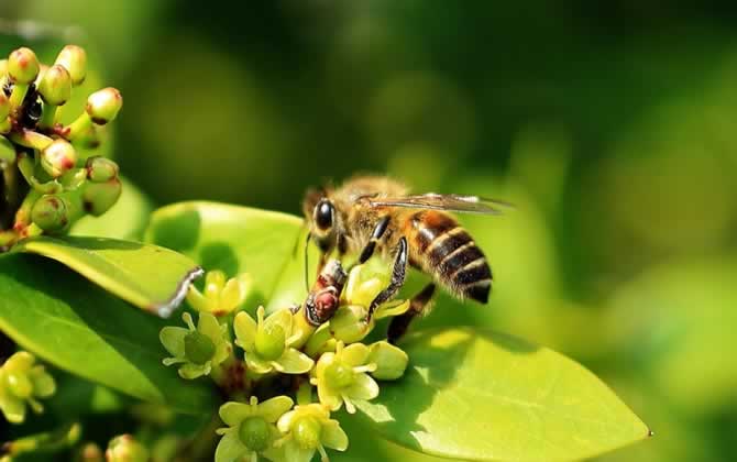 自然分蜂