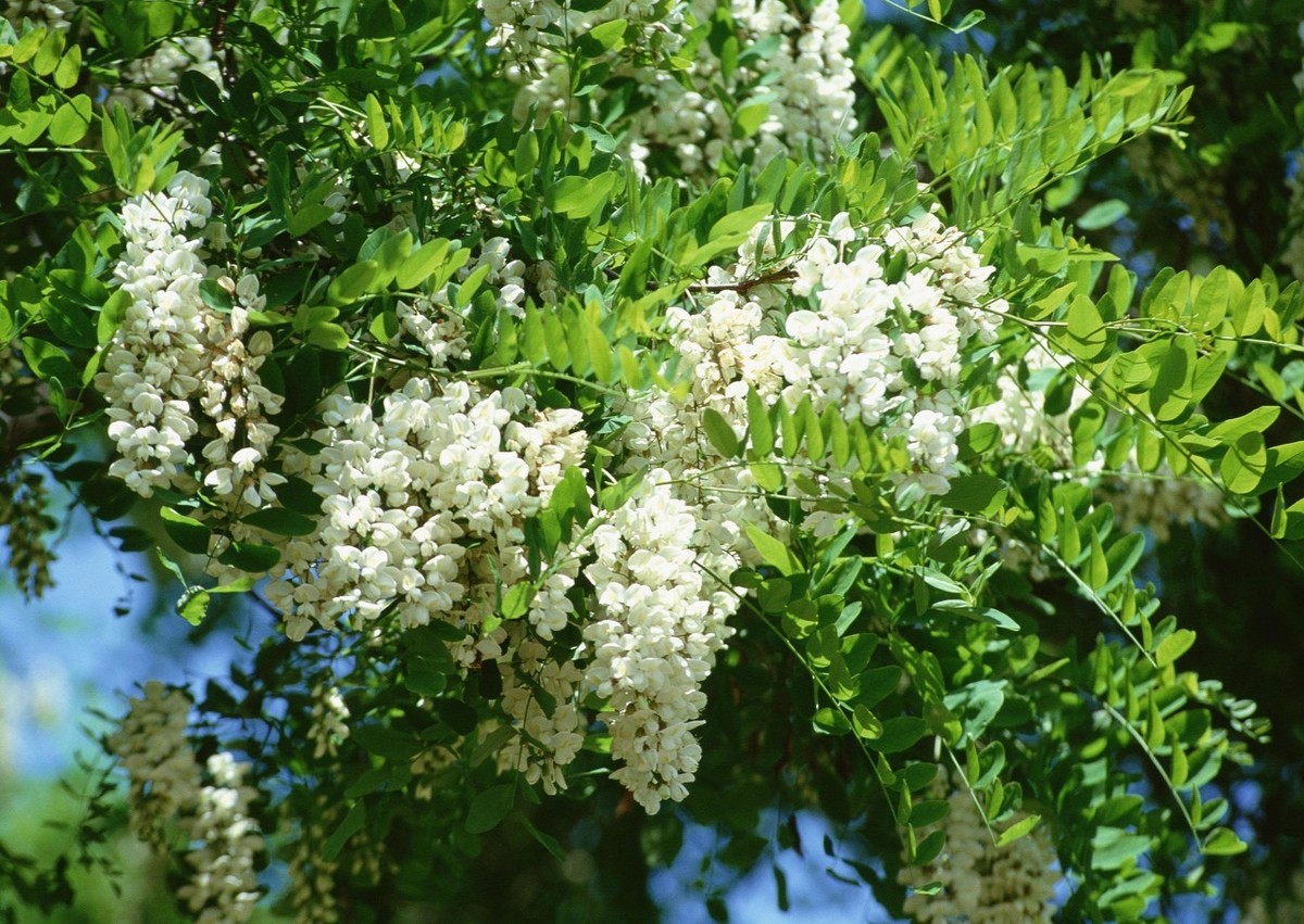 蜂蜜排行榜前十名（正宗蜂蜜是什么樣的）