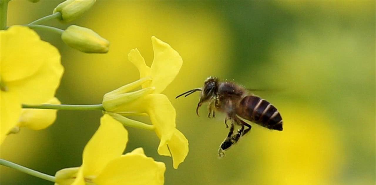 蜂場一般每幾年換一次種王（蜂王到底是一年一換還是一年兩換）