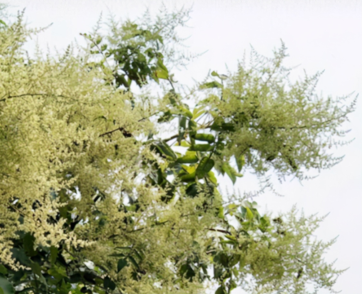 五倍子花期蜂群管理（五倍子花期有多長(zhǎng)）