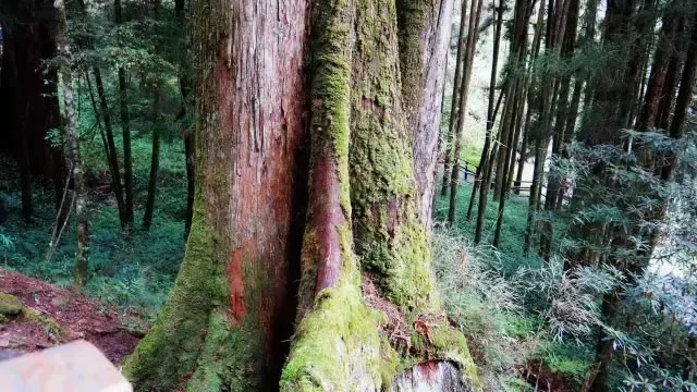 柏樹的種類有哪些（柏樹種類分辨方法）