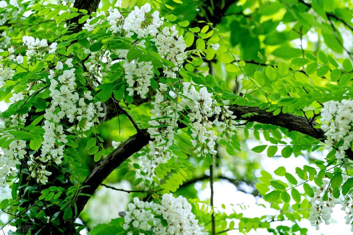 槐樹花有毒嗎（槐樹花的不同食材吃法）