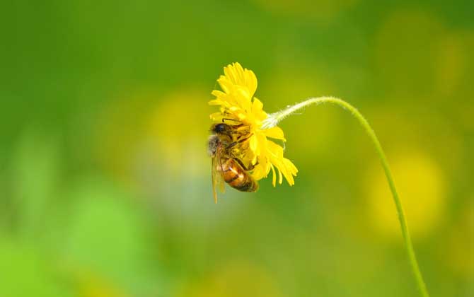 蜜蜂的生活環(huán)境特性