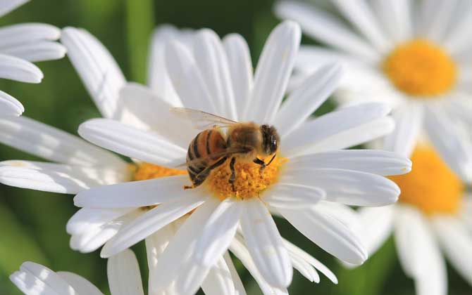 家里來蜜蜂是什么預(yù)兆？