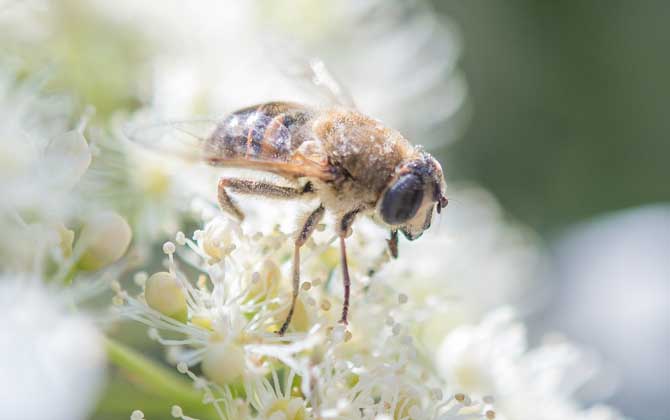 蜜蜂蜇人后為什么會死去？