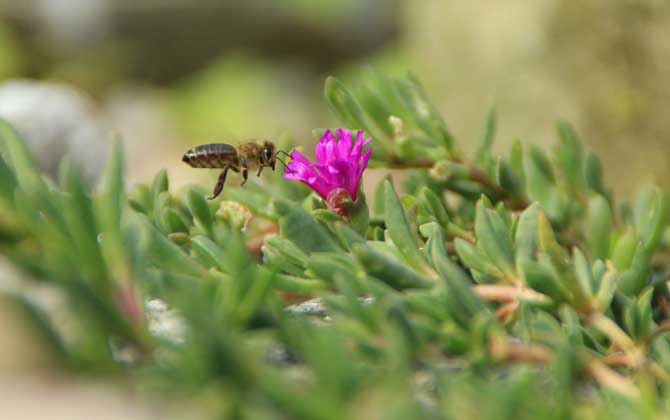 有關(guān)蜜蜂的資料有哪些？