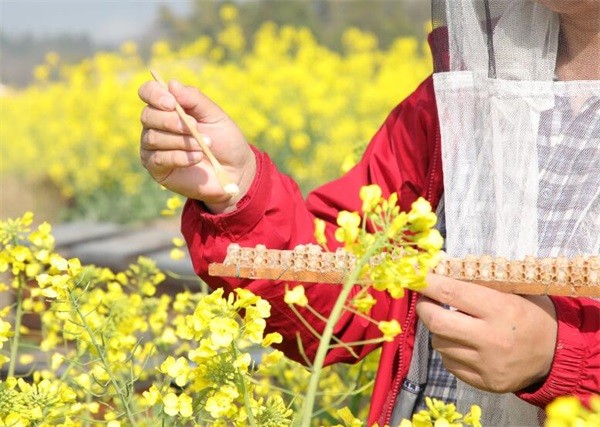 蜂王漿和蜂皇漿有區(qū)別嗎?吃蜂王漿好嗎?