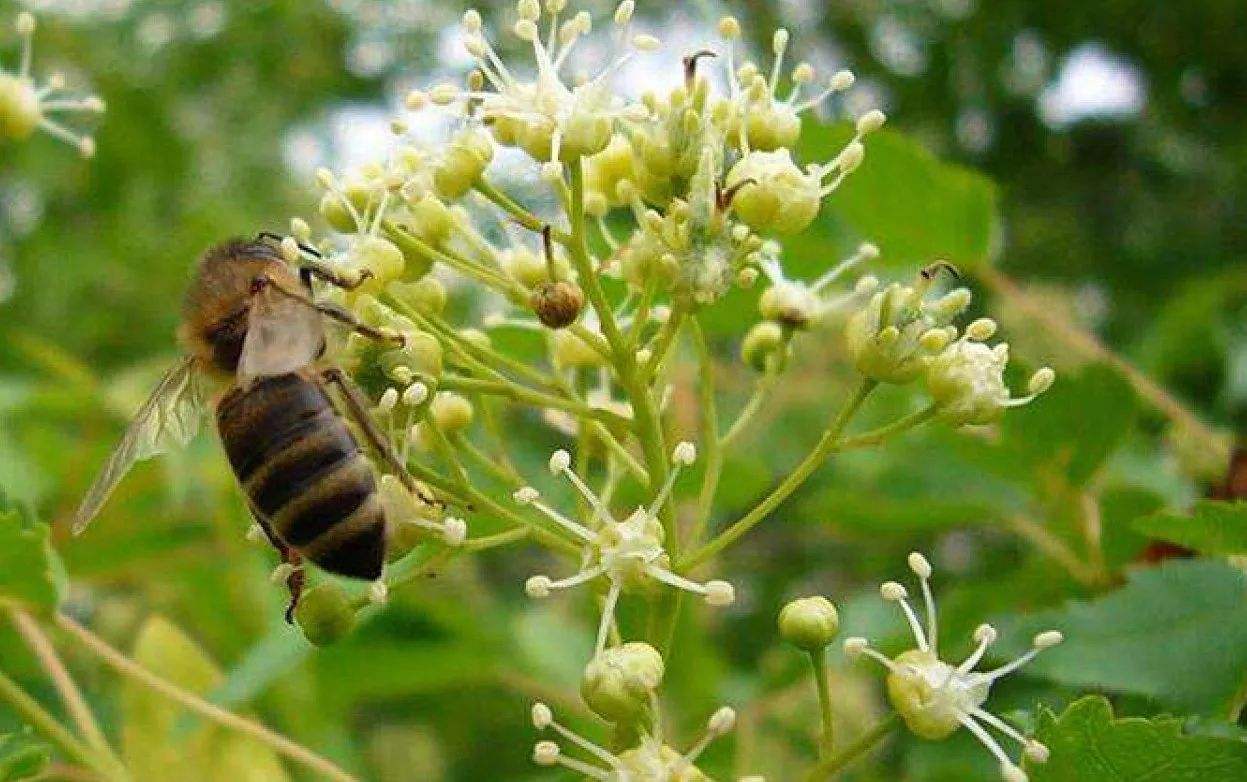 冬季有哪些蜜源植物？冬季蜜源植物大全